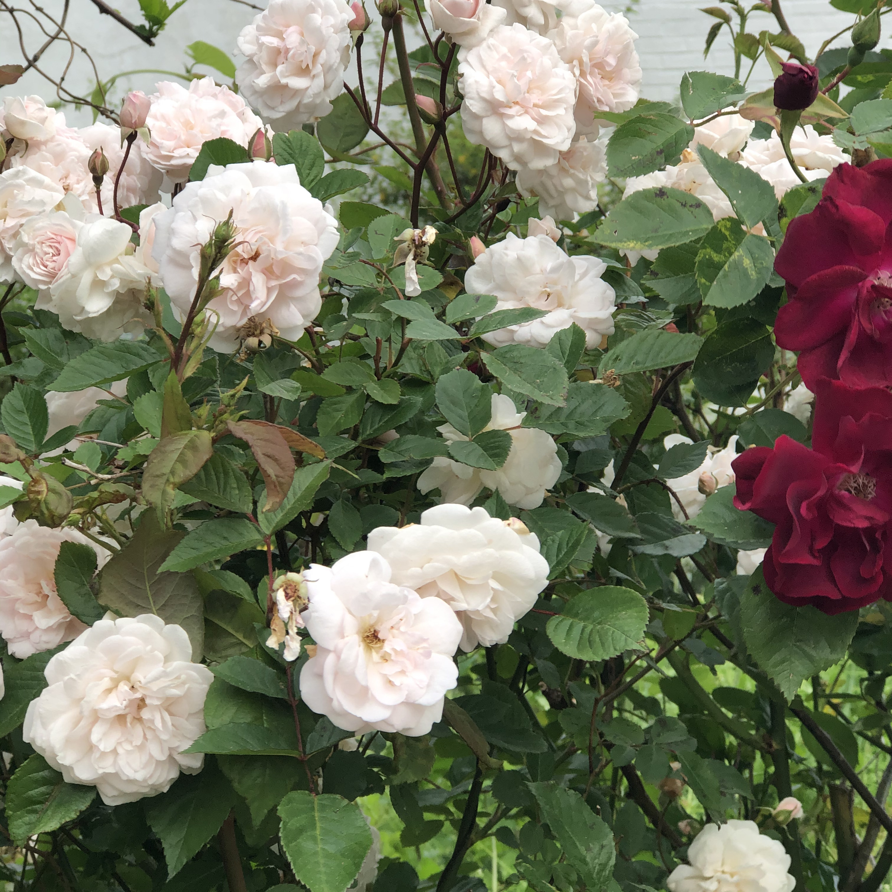 Album artwork 'Blossom' showing soft pastel and rich tone mix